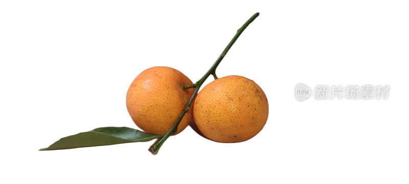 新鲜的橘子，橘子或橘子，或jeruk santang madu隔离在白色的背景为中国新年服务。柑橘类水果的成分。素果在白色上分离。